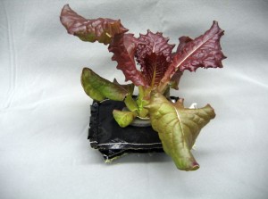 «Outredgeous» - красный салат ромэн, вид латука